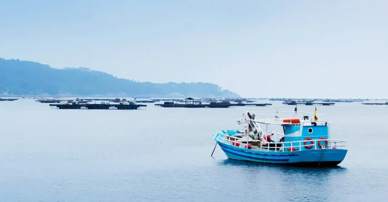 Die spektakuläre Rückkehr der Thunfische nach Dänemark