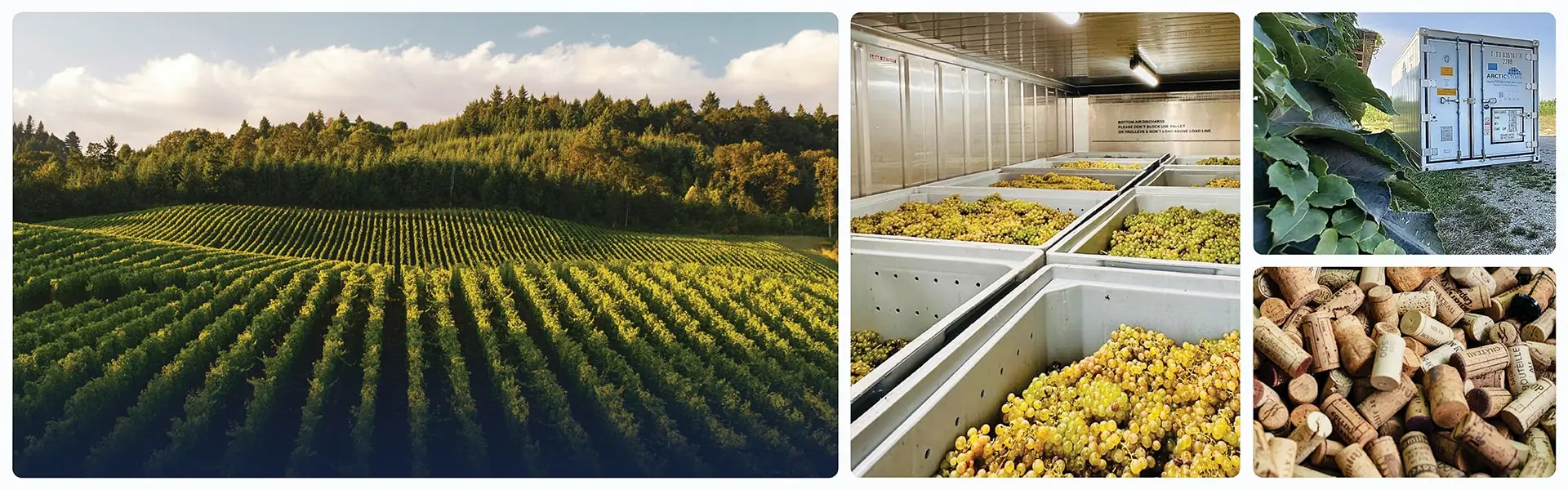 Stockage-frigorifique-pour-le-secteur-vitivinicole