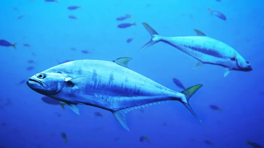 Le retour spectaculaire du thon au Danemark