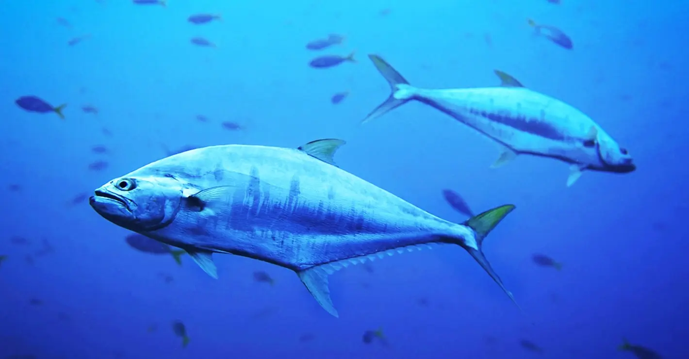 Le retour spectaculaire du thon au Danemark